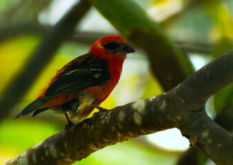 cardinal on a branch