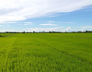 A wide, panoramic view of a flat green rice field in rural Thailand. The field is filled with vibrant, young green rice plants swaying gently in the breeze. Narrow dirt ridges divide the paddies. The 