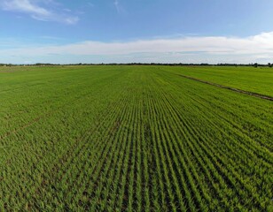 A wide, panoramic view of a flat green rice field in rural Thailand. The field is filled with vibrant, young green rice plants swaying gently in the breeze. Narrow dirt ridges divide the paddies. The 