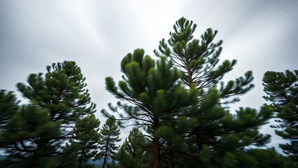 A dynamic view of swaying trees captured in motion against a softly lit sky, conveying nature&acirc;&euro;&trade;s tranquility.