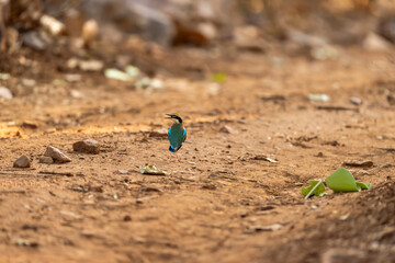 Indian pitta or Pitta brachyura beautiful colorful nine colors back profile bird calling perched on ground a summer season migration at ranthambore national park forest tiger reserve india asia