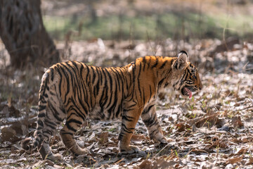 wild female bengal tiger or panthera tigris bold cute cub side profile walking or roaming alone on jungle trail in summer season safari at ranthambore national park forest reserve rajasthan india asia