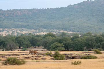 wild male bengal tiger or panthera tigris walking territory stroll in open field and in background Aravalli or Aravali hill mountain Range in safari at ranthambore national park forest rajasthan india
