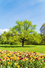 Fototapeta premium Blooming colorful tulips in the park. Tulip festival.