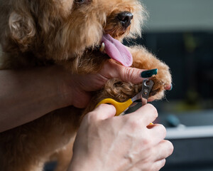 A groomer trims a poodle's nails at a grooming salon. 