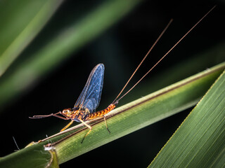 Braune Maifliege auf einem Grashalm