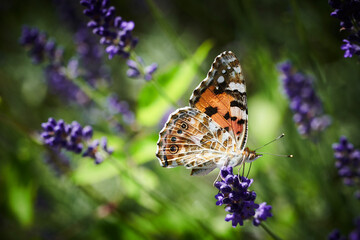 Distelfalter auf Lavendel