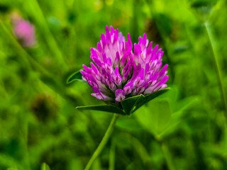 Summer Flower Beds in Full Bloom