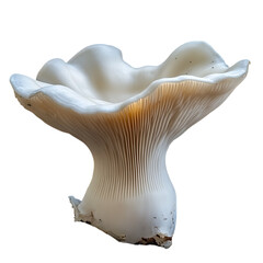 white oyster mushroom