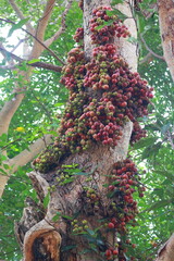 tree in the garden,plant