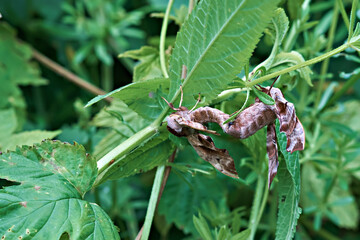 Mating large moth, Smerinthus ocellatus, with wings open.