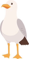 Seagull Bird Illustration
