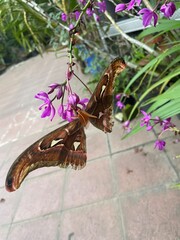 Fototapeta premium butterfly on flower
