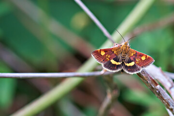 Close-up of a golden butterfly, Pyrausta aurata, on a branch in the garden