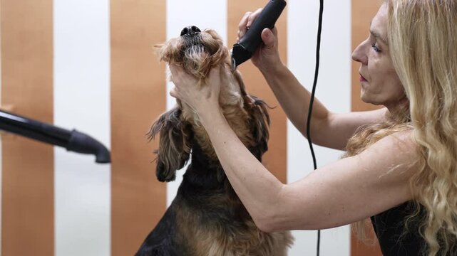 Professional groomer is carefully trimming the fur of an Airedale terrier dog with scissors, showing care and precision in a well-equipped grooming salon.
