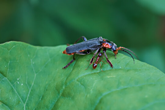 Beetle with ant on a green leaf