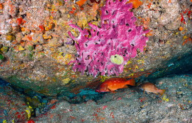 Underwater coral reef with fish