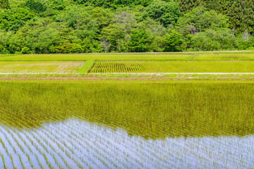 田植えが完了した里山の水田　日本、青森、外ヶ浜町