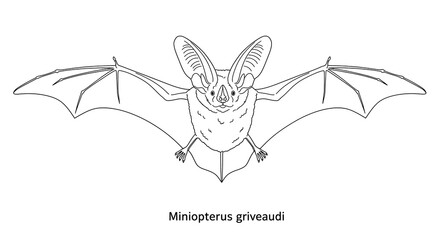 Detailed Line Art of Miniopterus Griveaudi Bat with Wings Spread on White