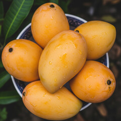 ripe apricots on the market