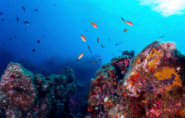 Underwater coral reef in the red sea