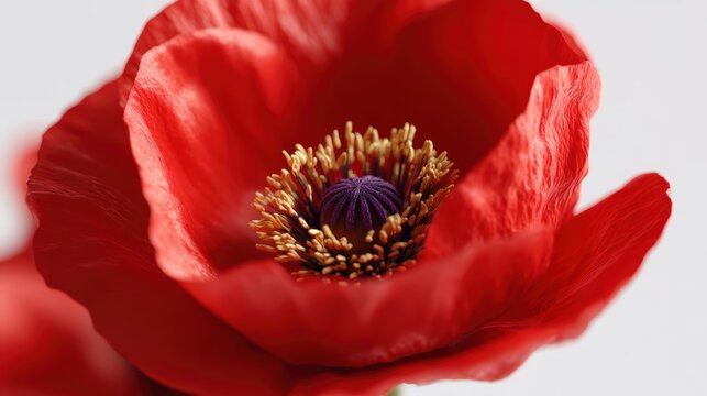 Memorial Day poppy flower close-up mockup on white
