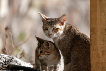 portrait of cat parent and kitten