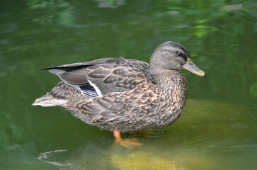 Portrait of  wild duck mallard female standing on a stone in the water of the pond .Closeup photo outdoors.Nature,fauna, mallard ,wildlife  concept.Free copy space.