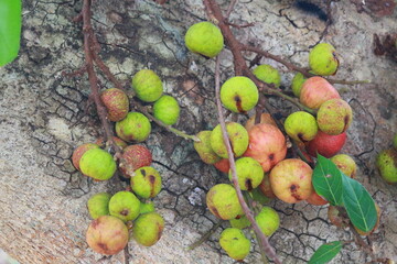 fruit,apples on the tree