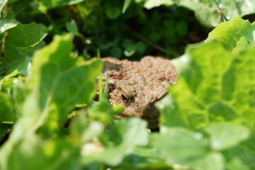 Closeup view of Common toad (Bufo bufo) in summer garden. A rarity to see them in the wild.