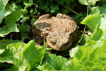Closeup view of Common toad (Bufo bufo) in summer garden. A rarity to see them in the wild.