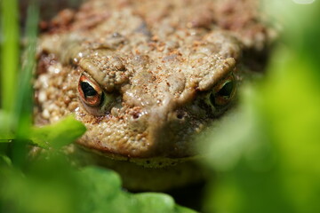 Closeup view of Common toad (Bufo bufo) in summer garden. A rarity to see them in the wild.