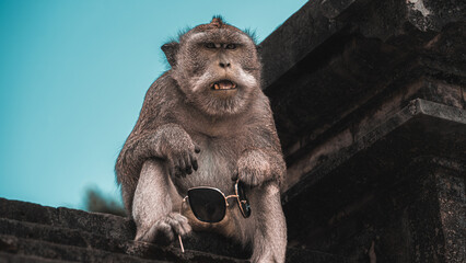 Bali monkey angry with glasses in his hands © Miguel