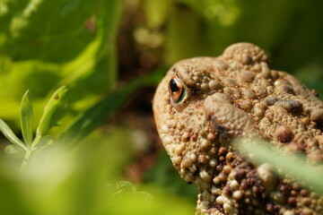 Closeup view of Common toad (Bufo bufo) in summer garden. A rarity to see them in the wild.