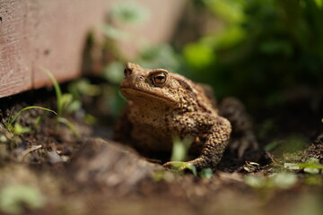 Closeup view of Common toad (Bufo bufo) in summer garden. A rarity to see them in the wild.