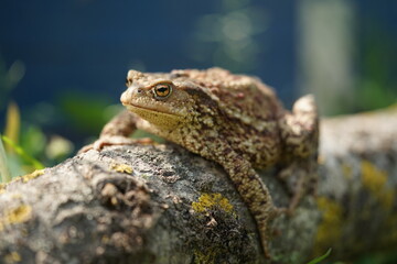 Closeup view of Common toad (Bufo bufo) in summer garden. A rarity to see them in the wild.