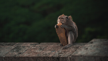 Bali monkey bites a flip-flop with the jungle in the background