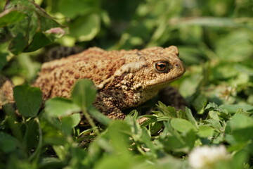 Closeup view of Common toad (Bufo bufo) in summer garden. A rarity to see them in the wild.