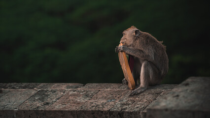 Bali monkey bites a flip-flop with the jungle in the background