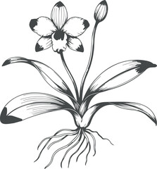 botanical flower illustration with roots black and white vintage plant drawing, black and white lily