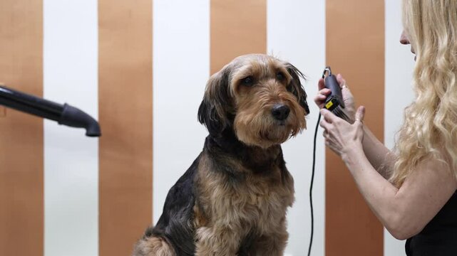 Professional groomer is carefully trimming the fur of an Airedale terrier dog with scissors, showing care and precision in a well-equipped grooming salon.
