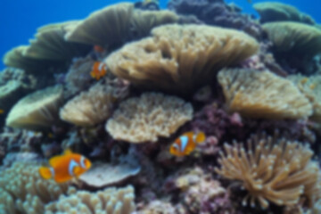 Fototapeta premium Blurry photo of beautiful coral reef, there are small kikan playing in the coral, nemo fish and other small fish