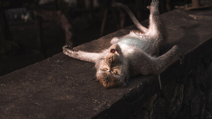 Bali monkey lying on its back playing