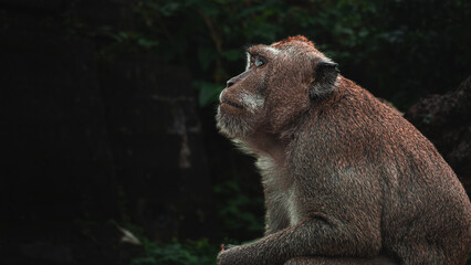 portrait of a monkey in Bali