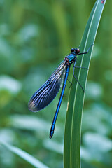 Close-up of a blue dragonfly on a green leaf. Vertical photo