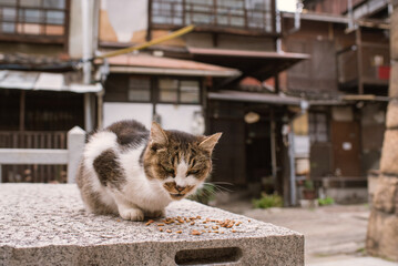 広島県・尾道市 住宅街の野良猫