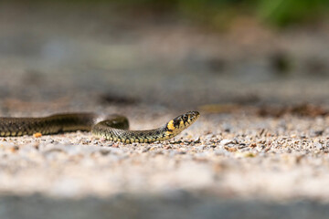 Crawling Grass Snake on the Ground