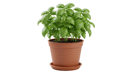 Isolated Basil Plant in Pot