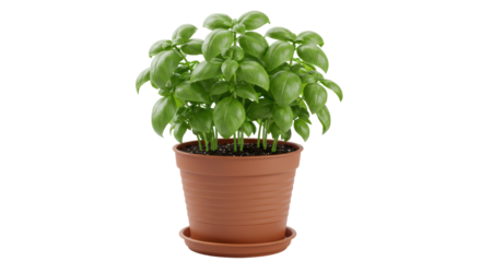 Isolated Basil Plant in Pot