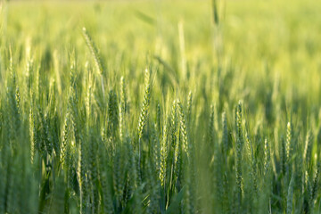 Agricultural background of green triticale field backlit by the sunlight